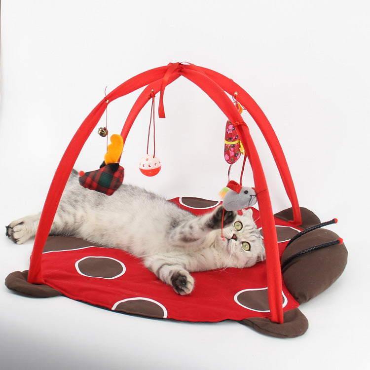 Cat playing bed and dog shityt