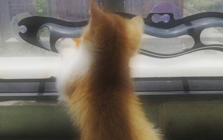 Fensterbank Haustier Spielzeug Katze Bahn Ball Haustier Produkte