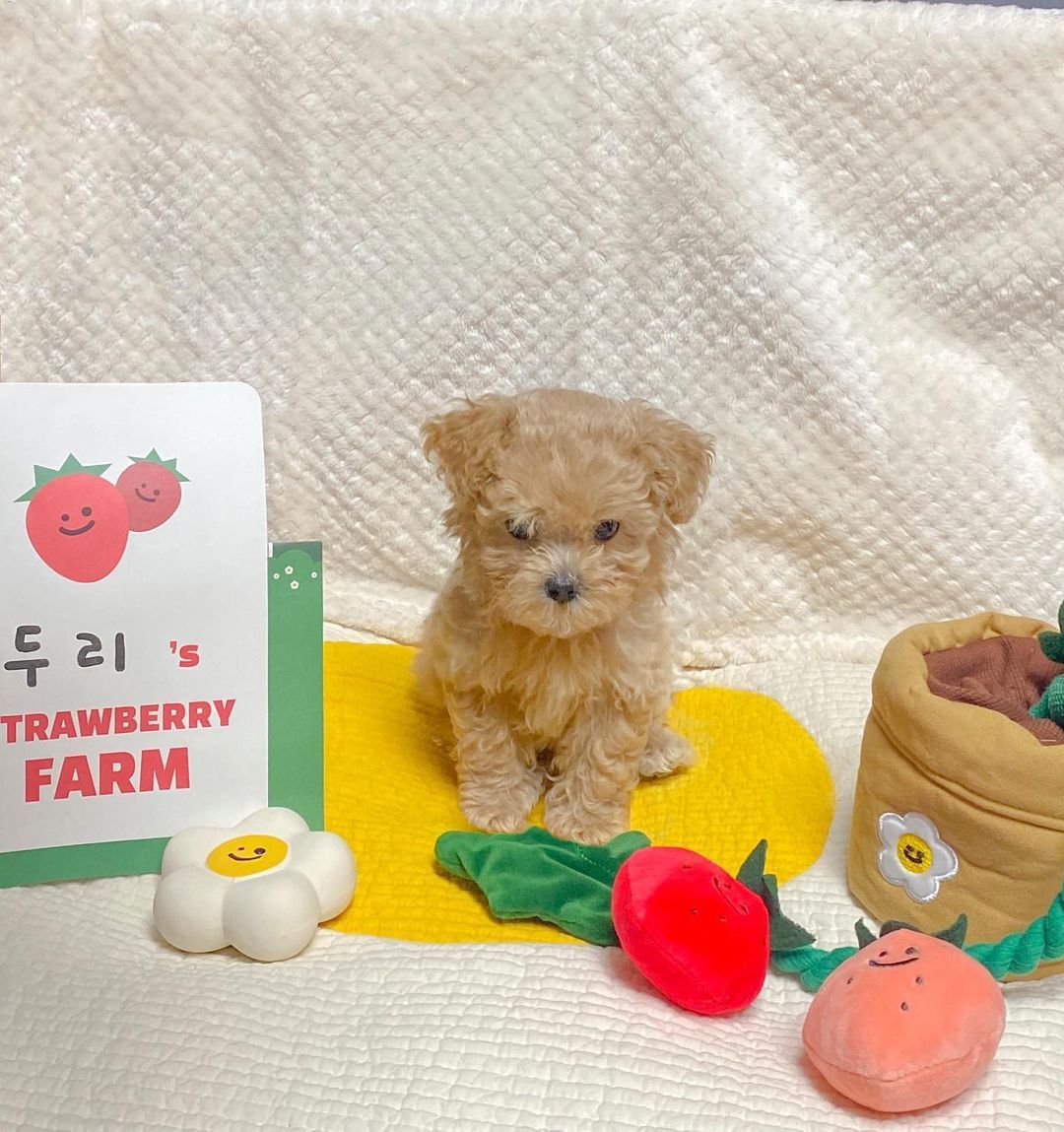 Strawberry potted plant