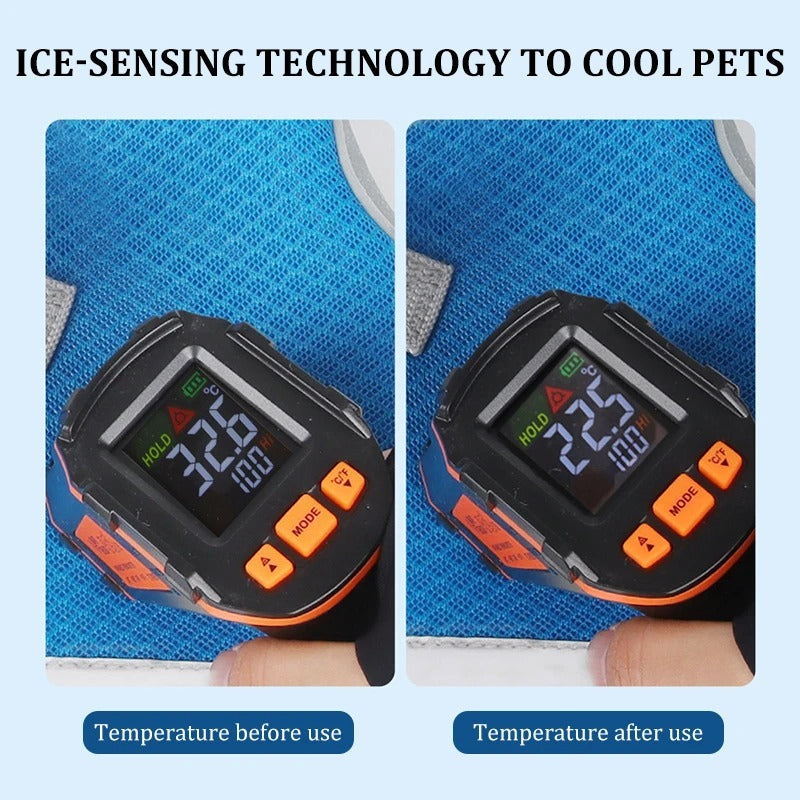 Summer Pet Dog