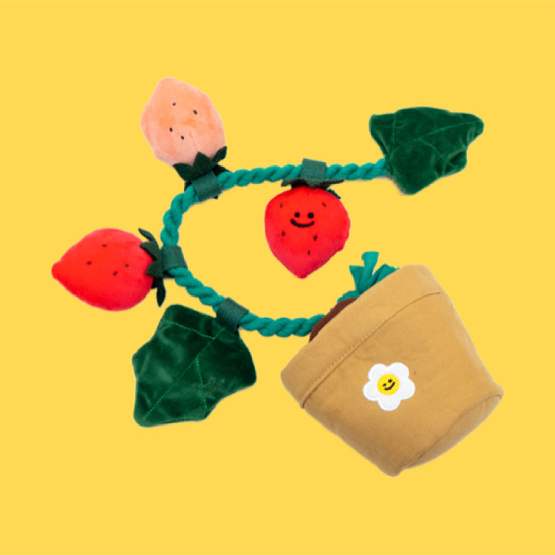 Strawberry potted plant