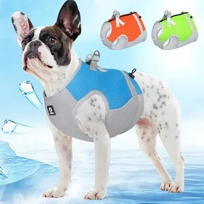 Summer Pet Dog
